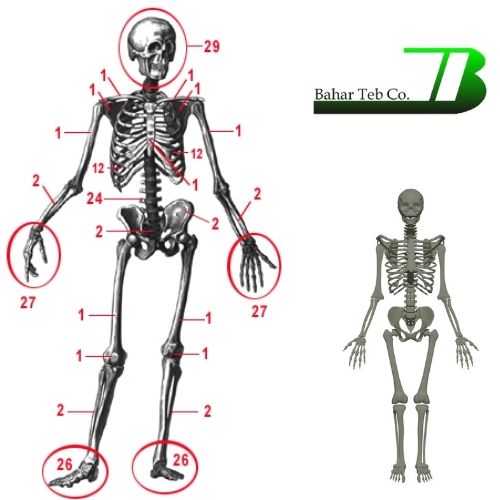 تعداد استخوان های بدن