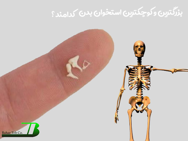 بزرگترین و کوچکترین استخوان بدن