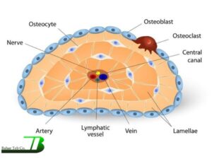 استئوسیت یا سلول های استخوانی چیست ؟